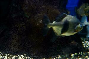 selectief focus van pomfret zwemmen in een diep aquarium. foto