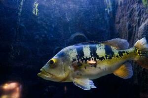 selectief focus van Afrikaanse longvis zwemmen in de oceaan. Super goed voor opleiden kinderen over marinier dieren. foto