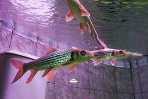 selectief focus van julieni weerhaak vis zwemmen in een diep aquarium. Super goed voor opleiden kinderen over marinier dieren. foto