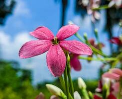 mooi bloeiend bloem foto