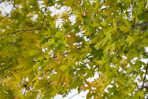 herfst achtergrond. natuurlijk patroon met groen en geel bladeren. foto