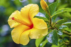 dichtbij omhoog mooi geel hibiscus bloem. ai gegenereerd foto