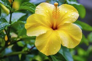 dichtbij omhoog mooi geel hibiscus bloem. ai gegenereerd foto