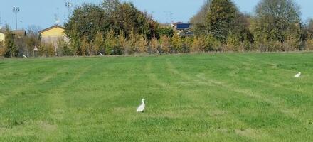 vee zilverreigers in gecultiveerd groen veld. hoog kwaliteit foto