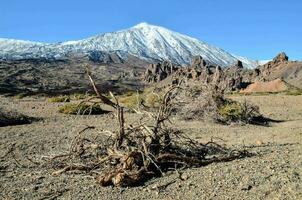 een dood boom in de midden- van een woestijn met een berg in de achtergrond foto