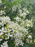 weelderig natuur met wit bloemen foto