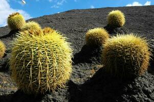 klein groen cactussen foto