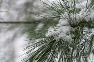 sneeuw Aan een pijnboom boom Afdeling foto
