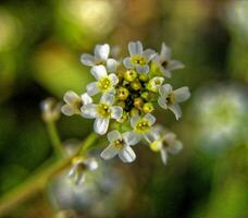 close-up van een bloem foto