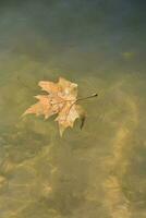 een blad in de water foto