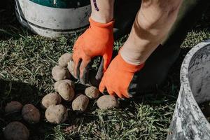 aardappelen worden voorbereid om in het voorjaar in het veld te worden geplant. foto