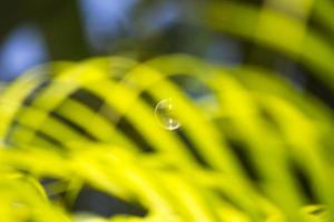 waterbellen drijven en vallen op groene bladeren