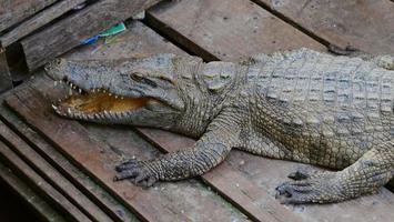 krokodil in Tonle-sapmeer in Siem Reap, Cambodja. foto