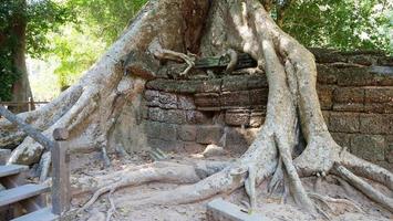 boomwortel en stenen rotswand bij de tempel van ta prohm, siem reap cambodja. foto