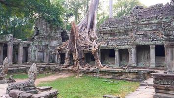 luchtboomwortel bij de tempel van Preah Khan, Siem Reap Cambodja foto