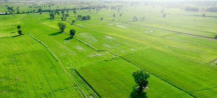 antenne visie van groen rijst- veld- met bomen in Thailand. bovenstaand visie van agrarisch veld. rijst- planten. natuurlijk patroon van groen rijst- boerderij. schoonheid in natuur. duurzame landbouw. koolstof neutraliteit. foto