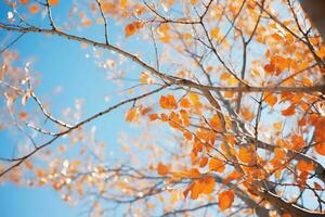 bomen in herfst park van onderstaand, geel tops van bomen, blauw lucht achtergrond ai generatief foto