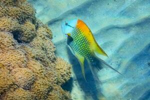 geweldig gekleurde draagdoek kaak wrasse vis Bij de zeebedding gedurende duiken foto