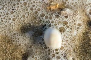 veel van bubbels en schuim met een wit schelp in de zee water Bij de strand Aan vakantie foto