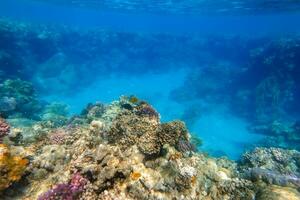 heuvel met koralen en diep blauw zee gedurende duiken Aan vakantie foto