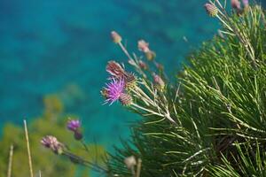 Purper bloemen met bijen Aan de achtergrond van blauw zee foto