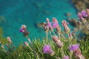 Purper bloemen met bijen Aan de achtergrond van blauw zee foto