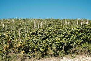 landschappen van wijngaarden in de piemontese langhe, in de tijd van de oogst, in de herfst van 2023. producenten van Italiaans wijn foto