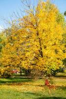 esdoorn- boom met geel bladeren in een herfst park Aan een zonnig dag. foto