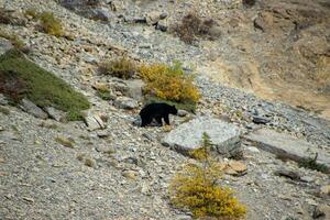 bruin beer wandelen tussen rotsen foto