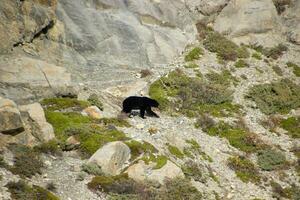 bruin beer wandelen tussen rotsen foto