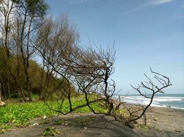 droog boom takken Aan de strand met mooi visie foto