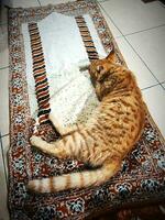 een kat legt Aan sajadah foto