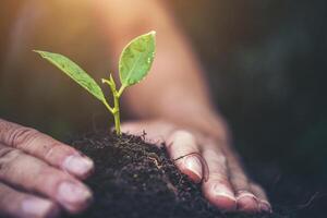 twee handen die een jonge groene plant vasthouden en verzorgen met warm zonlicht foto