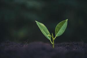 groene spruit groeit uit zaad foto