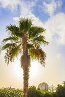 palmen kokospalmen zonsopgang kanarie spaanse eiland tenerife afrika. foto