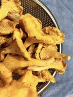 chanterelle champignons. vers champignons in vergiet. werkwijze van voorbereidingen treffen heerlijk paddestoel borden. gezond en vegetarisch voedsel. gewicht verlies programma. voedsel achtergrond met geel champignons. top visie foto