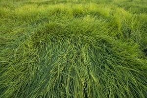 lang groen gras abstract patroon structuur kan worden gebruikt net zo een natuurlijk achtergrond behang foto