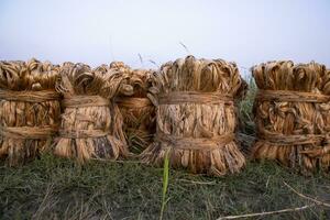 sommige dik gouden bundel van rauw jute- is Aan de veld. deze is de gebeld gouden vezel in Bangladesh foto