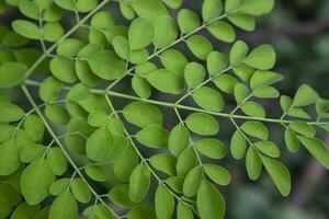 trommelstok boom, kruiden groen moringa bladeren boom achtergrond foto