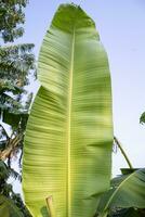 natuurlijk groen banaan bladeren patroon abstract structuur achtergrond behang foto