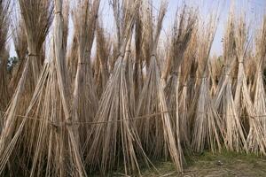 veel jute- stokjes zijn gestapeld voor zon drogen Bij sadarpur, faridpur, bangladesh. een en enkel en alleen jute- teelt is in faridpur, Bangladesh foto