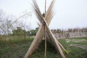 veel jute- stokjes zijn gestapeld voor zon drogen Bij sadarpur, faridpur, bangladesh. een en enkel en alleen jute- teelt is in faridpur, Bangladesh foto