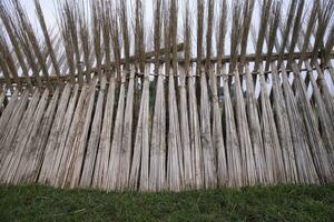 veel jute- stokjes zijn gestapeld voor zon drogen Bij sadarpur, faridpur, bangladesh. een en enkel en alleen jute- teelt is in faridpur, Bangladesh foto