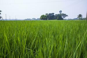 landbouw landschap visie van de graan rijst- veld- in de platteland van Bangladesh foto