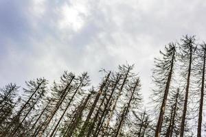 stervende zilver bos dode sparren bomen brocken berg harz duitsland