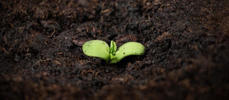 cannabisplant groeit, een kleine groene spruit van marihuana met grond foto