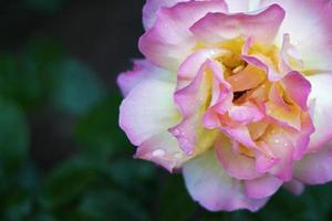 mooie witte en roze roos foto