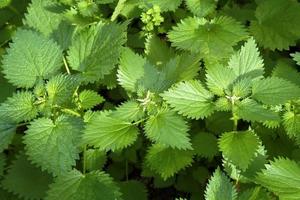 groene brandnetel urtica dioica foto