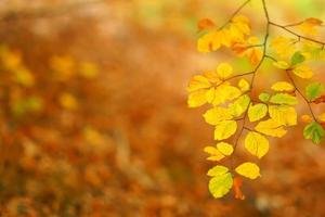 takken van herfstbomen op een onscherpe achtergrond foto