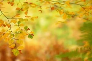 takken van herfstbomen op een onscherpe achtergrond foto